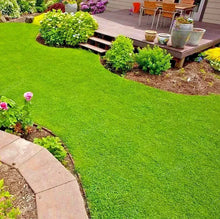 🌱 Four Seasons Evergreen Dwarf Gras (20 Grams) covers 150 -300 ft²s Seed