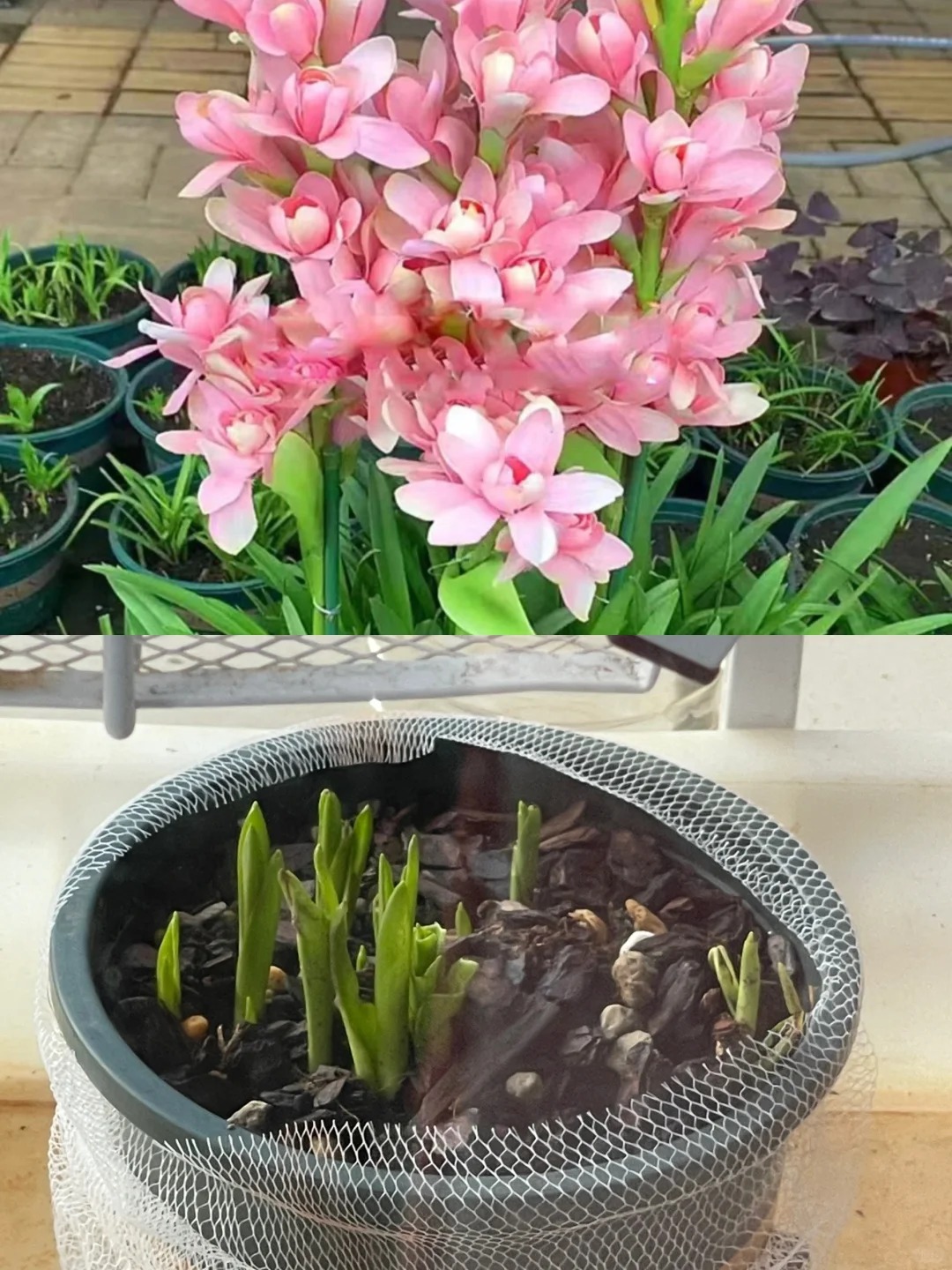 Double Petal Tuberose | Buy 1 Get 4