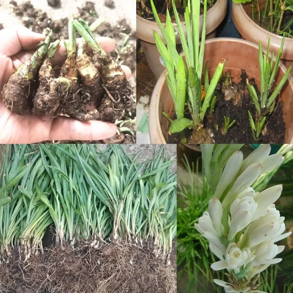 Double Petal Tuberose | Buy 1 Get 4