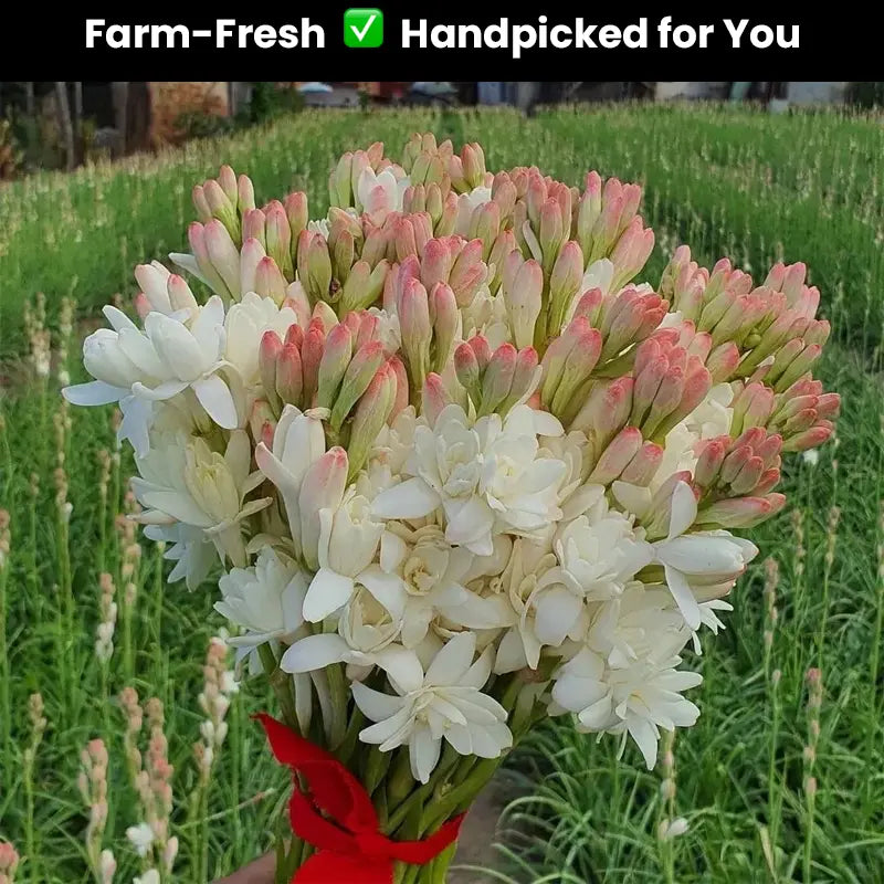 Double Petal Tuberose | Buy 1 Get 4