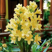 Double Petal Tuberose | Buy 1 Get 4