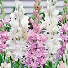 Double Petal Tuberose | Buy 1 Get 4