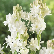 Double Petal Tuberose | Buy 1 Get 4