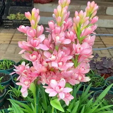 Double Petal Tuberose | Buy 1 Get 4