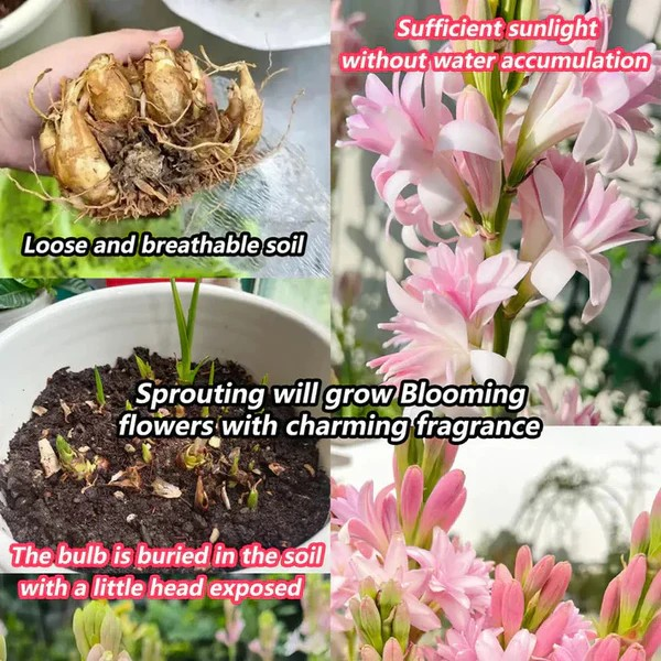 Double Petal Tuberose | Buy 1 Get 4