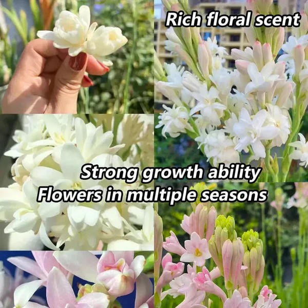 Double Petal Tuberose | Buy 1 Get 4
