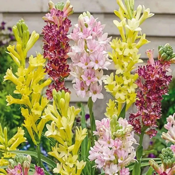 Double Petal Tuberose | Buy 1 Get 4
