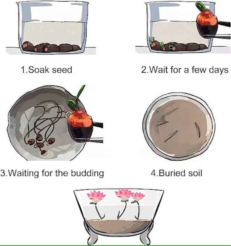 🌸7 Days germination🌸💐The Sacred Bonsai Bowl Lotus Flower 15+ kind seeds