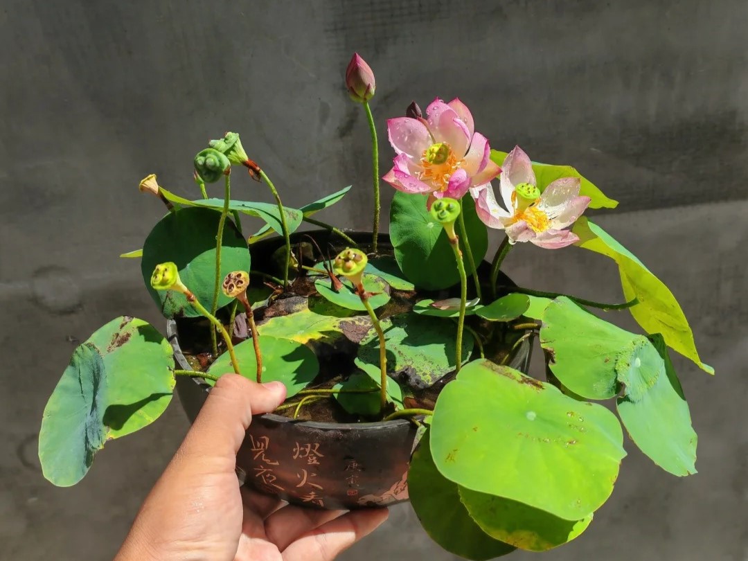 🌸7 Days germination🌸💐The Sacred Bonsai Bowl Lotus Flower 15+ kind seeds
