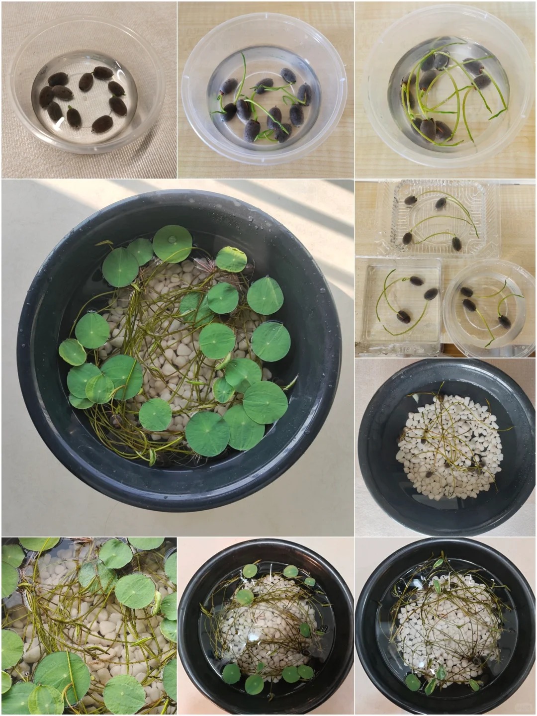 🌸7 Days germination🌸💐The Sacred Bonsai Bowl Lotus Flower 15+ kind seeds