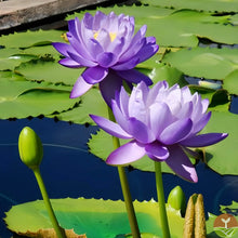 🌸7 Days germination🌸💐The Sacred Bonsai Bowl Lotus Flower 15+ kind seeds