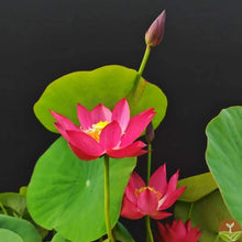 🌸7 Days germination🌸💐The Sacred Bonsai Bowl Lotus Flower 15+ kind seeds