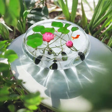 🌸7 Days germination🌸💐The Sacred Bonsai Bowl Lotus Flower 15+ kind seeds