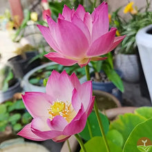 🌸7 Days germination🌸💐The Sacred Bonsai Bowl Lotus Flower 15+ kind seeds