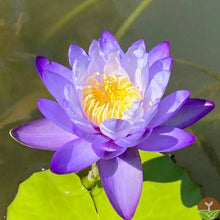 🌸7 Days germination🌸💐The Sacred Bonsai Bowl Lotus Flower 15+ kind seeds