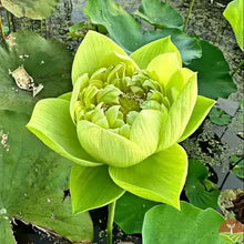 🌸7 Days germination🌸💐The Sacred Bonsai Bowl Lotus Flower 15+ kind seeds