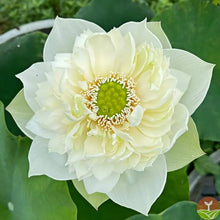 🌸7 Days germination🌸💐The Sacred Bonsai Bowl Lotus Flower 15+ kind seeds