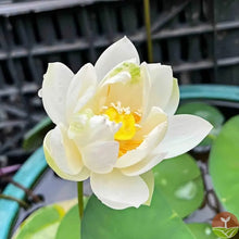 🌸7 Days germination🌸💐The Sacred Bonsai Bowl Lotus Flower 15+ kind seeds