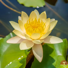 🌸7 Days germination🌸💐The Sacred Bonsai Bowl Lotus Flower 15+ kind seeds