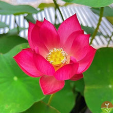 🌸7 Days germination🌸💐The Sacred Bonsai Bowl Lotus Flower 15+ kind seeds