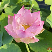 🌸7 Days germination🌸💐The Sacred Bonsai Bowl Lotus Flower 15+ kind seeds