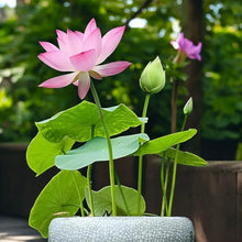 🌸7 Days germination🌸💐The Sacred Bonsai Bowl Lotus Flower 15+ kind seeds