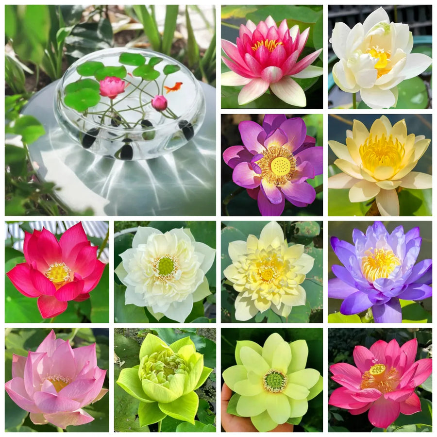 🌸7 Days germination🌸💐The Sacred Bonsai Bowl Lotus Flower 15+ kind seeds
