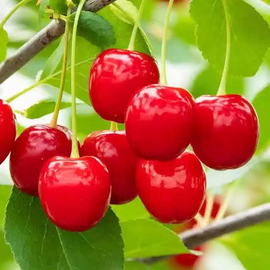 🍒Rainier Cherry Fruit Seeds Pcs -  10 Seeds