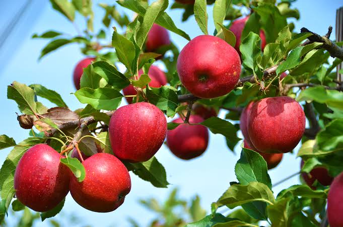 🍒Rainier Cherry Fruit Seeds Pcs -  10 Seeds