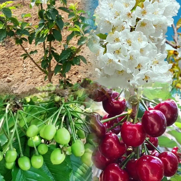 🍒Rainier Cherry Fruit Seeds Pcs -  10 Seeds