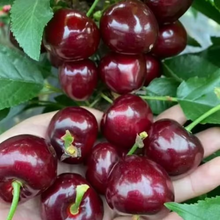🍒Rainier Cherry Fruit Seeds Pcs -  10 Seeds