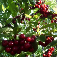 🍒Rainier Cherry Fruit Seeds Pcs -  10 Seeds