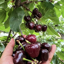 🍒Rainier Cherry Fruit Seeds Pcs -  10 Seeds