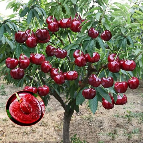🍒Rainier Cherry Fruit Seeds Pcs -  10 Seeds