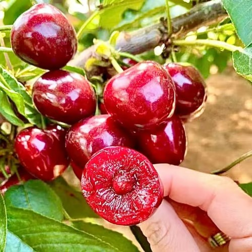 🍒Rainier Cherry Fruit Seeds Pcs -  10 Seeds