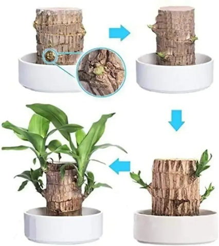 Fortune Brazil Wood Potted Plant (2 piece)