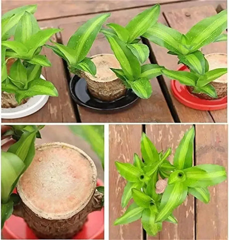 Fortune Brazil Wood Potted Plant (2 piece)