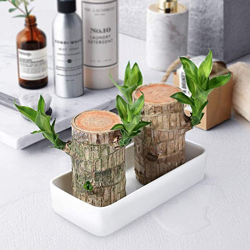 Fortune Brazil Wood Potted Plant (2 piece)
