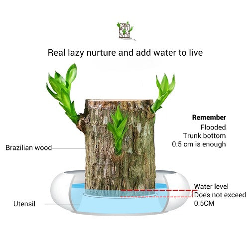 Fortune Brazil Wood Potted Plant (2 piece)