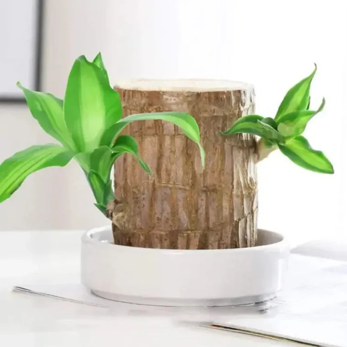 Fortune Brazil Wood Potted Plant (2 piece)