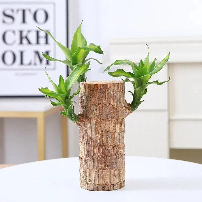 Fortune Brazil Wood Potted Plant (2 piece)