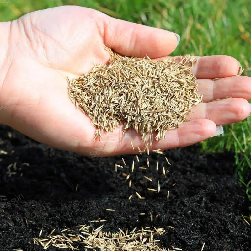🌱 Four Seasons Evergreen Dwarf Grass Seed