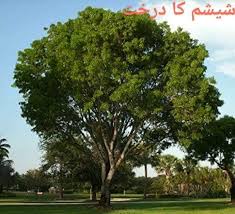 Shisham tree