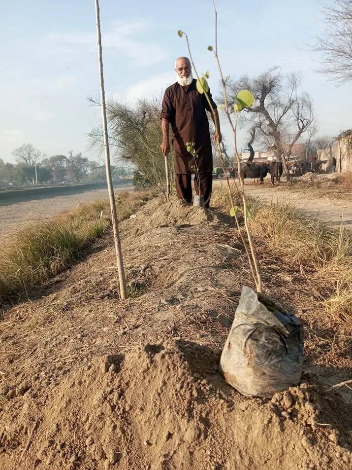 Kachnar plants