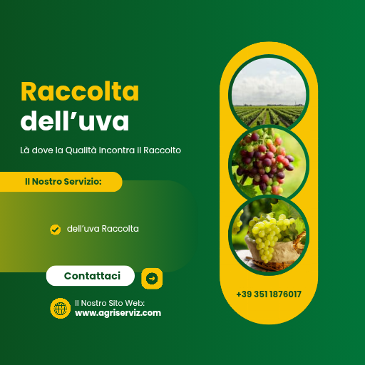 Raccolta dell'Uva