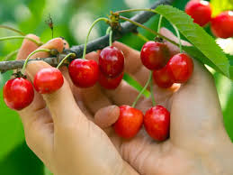 Fruitful Picks