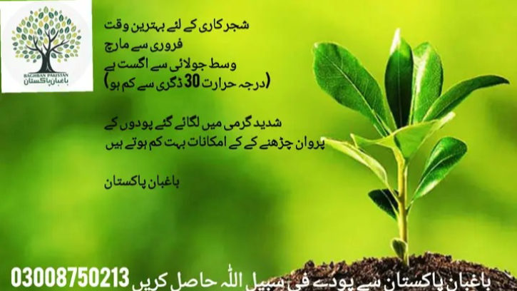 Baghban Pakistan